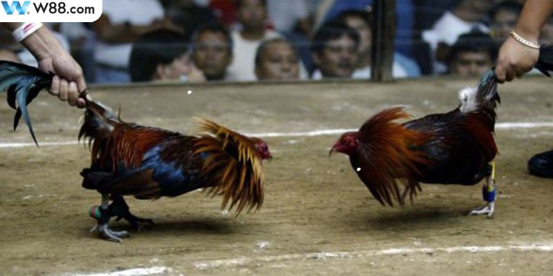 Làm rõ nội dung về hình thức đá gà