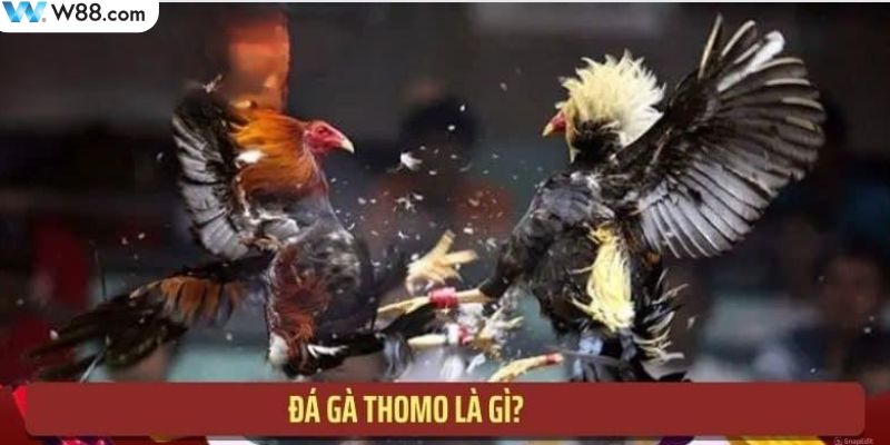 Tìm hiểu thông tin về trò chơi đá gà Thomo