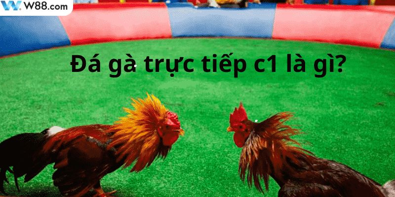 Đôi nét tổng quan về giải đấu đá gà C1
