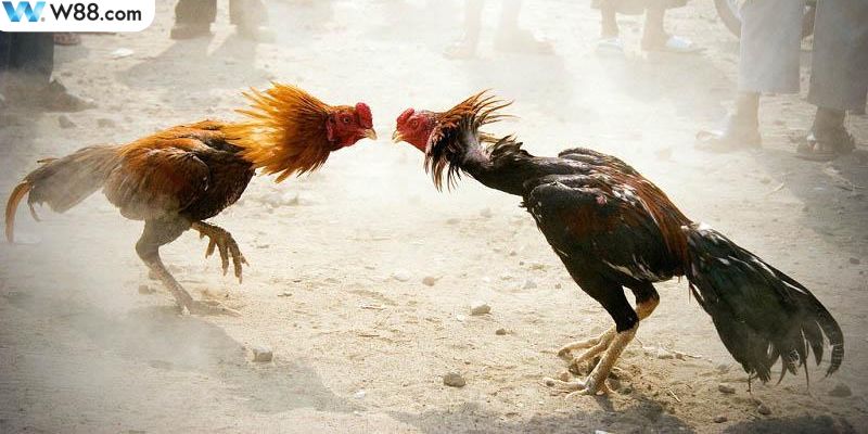 Những điều cần lưu ý khi tham gia đá gà Thomo tại WW88