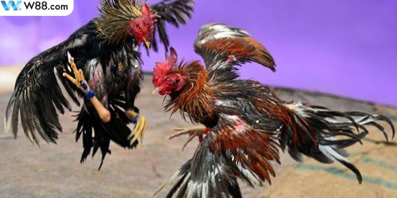 Một vài quy tắc cần nắm rõ trong quá trình thi đấu
