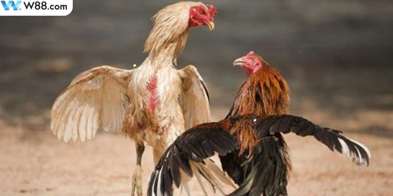 Các quy tắc liên quan đến đá gà cựa sắt